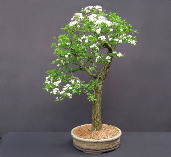 hawthorn bonsai flowers